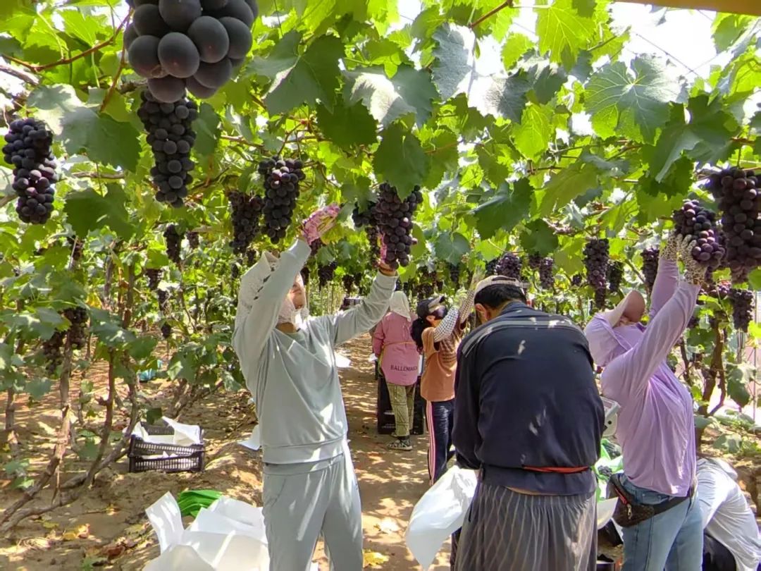 pp电子·模拟器(试玩游戏)官方网站