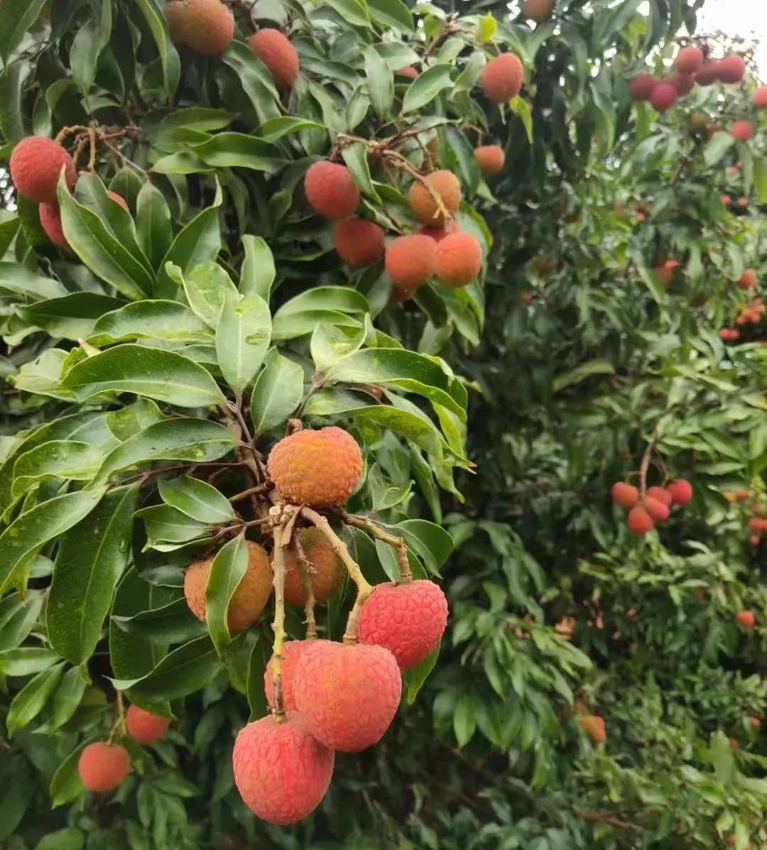 pp电子·模拟器(试玩游戏)官方网站